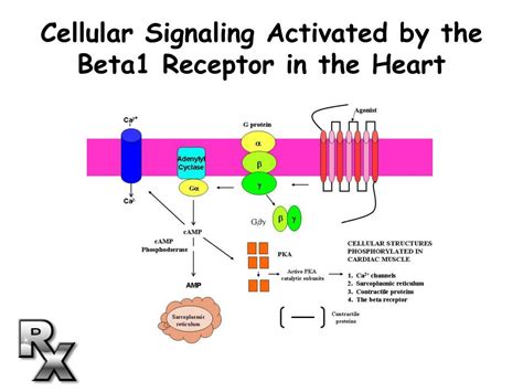 beta one receptors|Beta Receptors: A Complete Overview .
